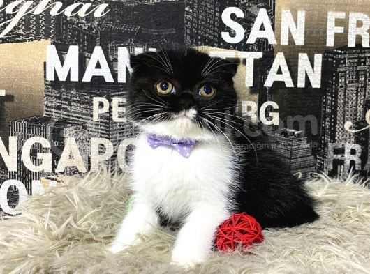 Süper Kalite Black-White Scottish Fold Yavrumuz Miu görsel