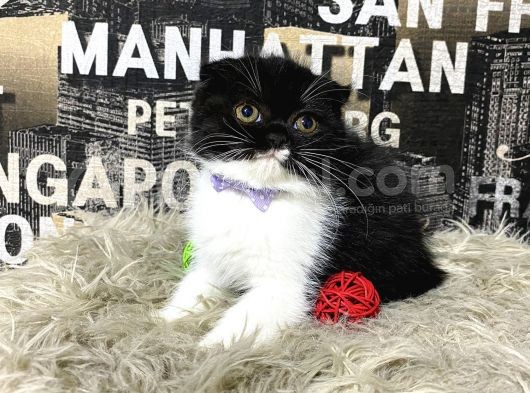 Süper Kalite Black-White Scottish Fold Yavrumuz Miu görsel