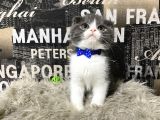 Safkan Blue-White Bicolor Scottish Fold Yavrumuz Tomi