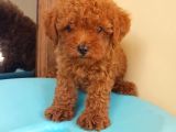 Sevi̇mli̇ Poodle Yavruları