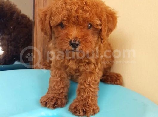 Sevi̇mli̇ Poodle Yavruları