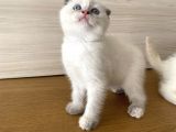 Beyaz British Shorthair