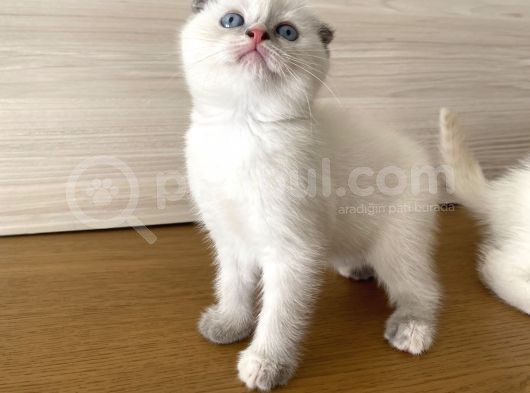 Beyaz British Shorthair görsel