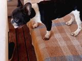 Siyah Beyaz Çok Kompakt French Bulldog Dişi