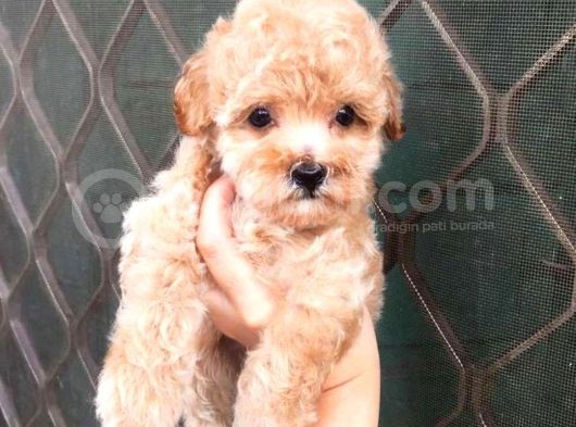 Sevi̇mli̇ Poodle Yavruları görsel