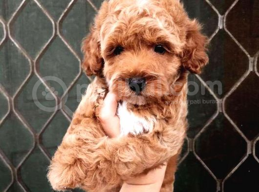 Sevi̇mli̇ Poodle Yavruları görsel