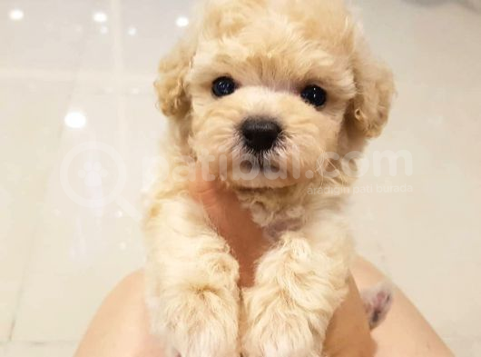 Sevi̇mli̇ Poodle Yavruları görsel