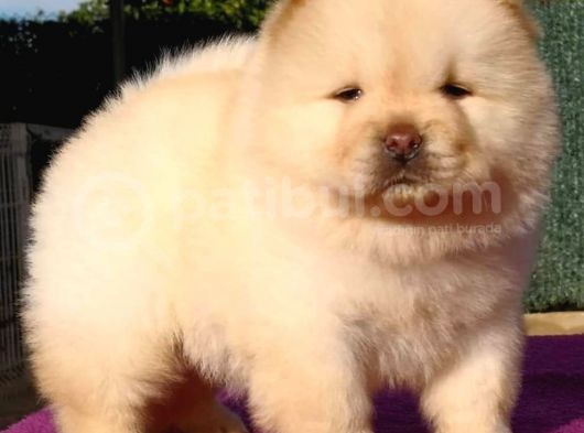 Chow Chow Yavruları görsel