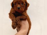 Sevi̇mli̇ Poodle Yavruları