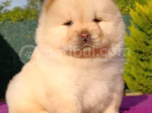 Chow Chow Yavruları görsel