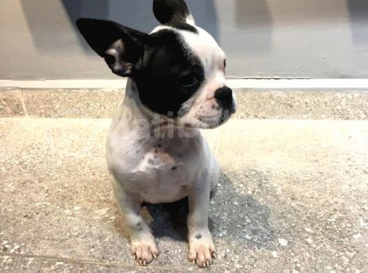 65 Günlük French Bulldog Yavrusu A++Plus Kalite görsel