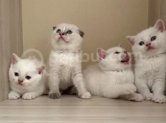 Beyaz British Shorthair görsel