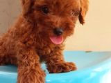 Sevi̇mli̇ Poodle Yavruları