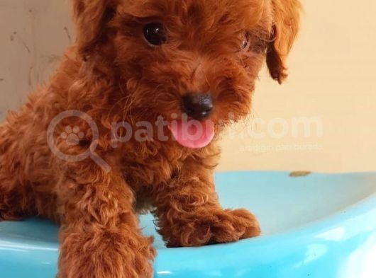 Sevi̇mli̇ Poodle Yavruları görsel