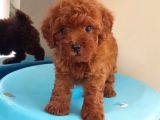 Sevi̇mli̇ Poodle Yavruları