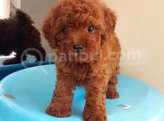 Sevi̇mli̇ Poodle Yavruları görsel