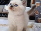 Masmavi̇ Gözlü Blue Poi̇nt Yavrum
