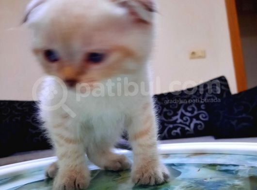 Scottish Fold Ve Straigt Blue Point Yavru görsel