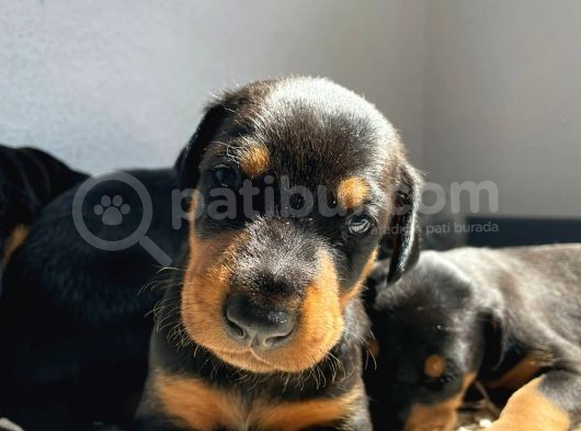 Doberman görsel