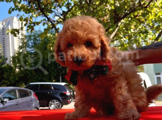 Red Brown Toy Poodle görsel