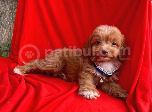 Maltipoo Mix Irk Yavrular