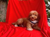 Red Brown Özel Renk Maltipoo Yavrular