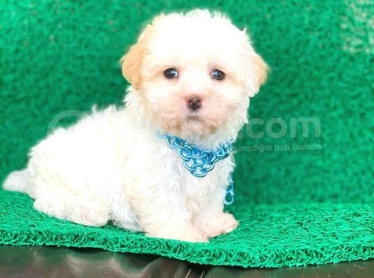 Tatlı Tadında Maltipoo Yavrularımız görsel
