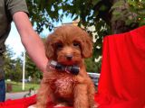 Tatlı Tadında Maltipoo Yavrularımız