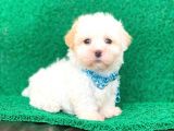 Tatlı Tadında Maltipoo Yavrularımız
