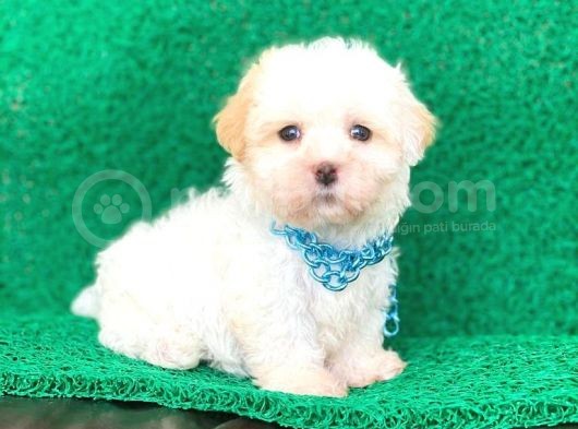 Tatlı Tadında Maltipoo Yavrularımız görsel
