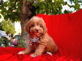 Red Brown Özel Renk Maltipoo Yavrular