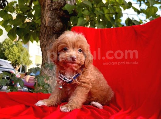 Red Brown Özel Renk Maltipoo Yavrular görsel