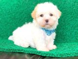Tatlı Tadında Maltipoo Yavrularımız