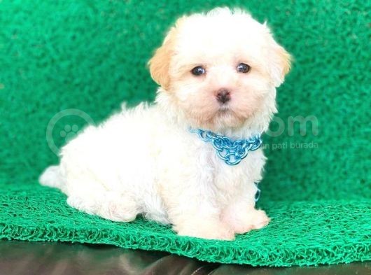 Tatlı Tadında Maltipoo Yavrularımız görsel