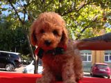 Red Brown Toy Poodle