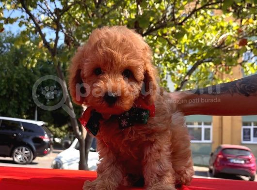Red Brown Toy Poodle görsel