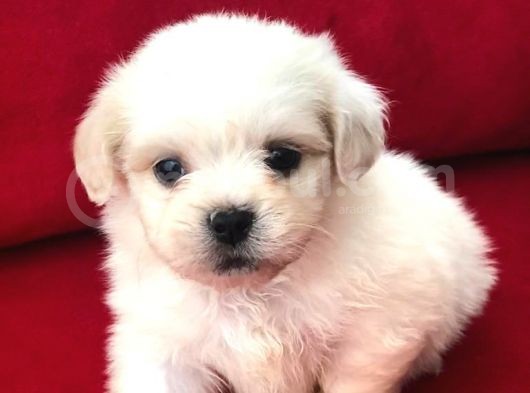 Tatlı Tadında Maltese Terrier Yavrularımız görsel