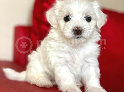 Tatlı Tadında Maltese Terrier Yavrularımız