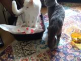 Beyaz British Shorthair Yavru Kedi