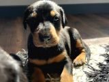 Doberman