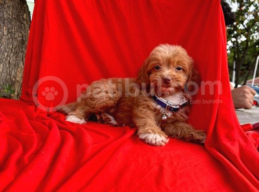 Maltipoo Mix Irk Yavrular görsel