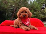 Tatlı Tadında Toy Poodle Yavrularımız