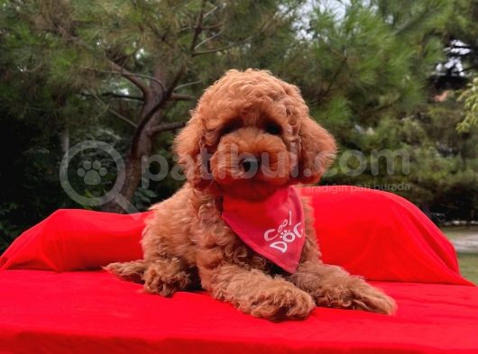 Tatlı Tadında Toy Poodle Yavrularımız
