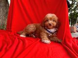 Red Brown Özel Renk Maltipoo Yavrular