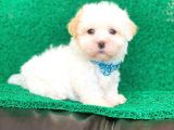 Tatlı Tadında Maltipoo Yavrularımız