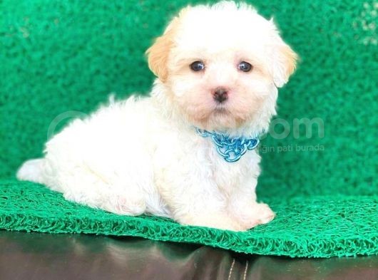 Tatlı Tadında Maltipoo Yavrularımız görsel