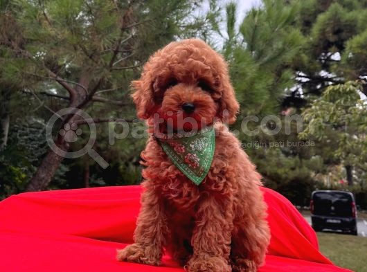 Red Brown Toy Poodle görsel