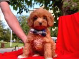 Tatlı Tadında Maltipoo Yavrularımız
