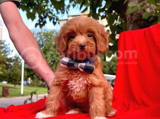 Tatlı Tadında Maltipoo Yavrularımız görsel