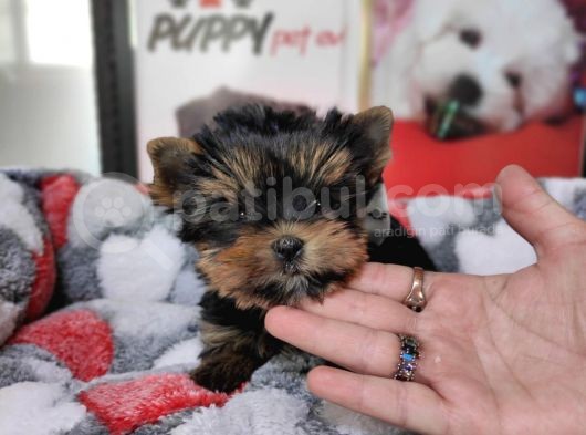 Teacup Yorkshi̇re Terri̇er Bebekler görsel